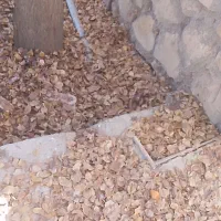 باغ پسته دوهکتاری|فروش دفتر صنعتی، کشاورزی، تجاری|طاغنکوه, |دیوار