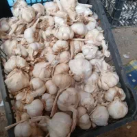 سیر