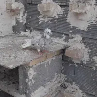 کبوتر دم سفید|پرنده|شوشتر, |دیوار