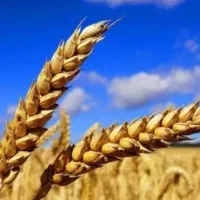 فروش گندم مورموری