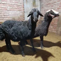 ۲ عدد شیشک دامازلخ آبستن