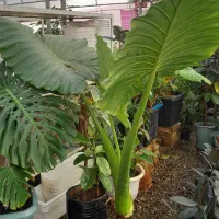 گل وگیاه طبیعی