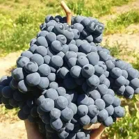 انگور درجه ۱
