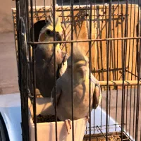 عروس هلندی مولد|پرنده|فیروزآباد (فارس), |دیوار