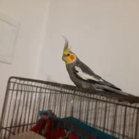 عروس هلندی نر سینامون|پرنده|پاکدشت, پاکدشت (مامازند)|دیوار