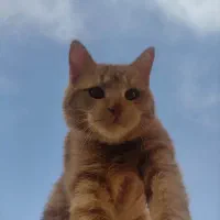 واگذاری گربه