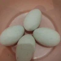 تخم غاز محلی نطفه دار وغاز محلی|حیوانات مزرعه|لیسار, |دیوار