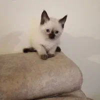 توله سیامی اصیل و کاملا خالص|گربه|قائمشهر, |دیوار