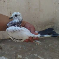 کفتر|پرنده|قم, باغ شریفی|دیوار