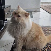 گربه هیمالین
