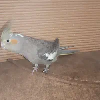 پرنده کاملا دستی