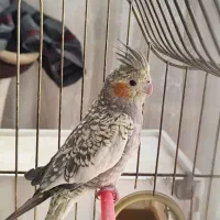 عروس هلندی تک و جفت گلباقالی و سینامون جفت|پرنده|قم, ارم|دیوار