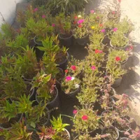 گلخانه|خدمات باغبانی و درختکاری|مسجد سلیمان, |دیوار