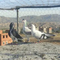 کبوتر جوجه بوم