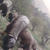 نرمیش|حیوانات مزرعه|مسجد سلیمان, |دیوار