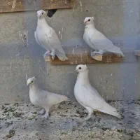 کبوتر بلژیکی سفید