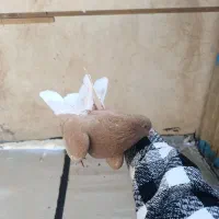 کفتر خوب|پرنده|اسلامشهر, شهرک مفیدی|دیوار