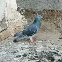 کفتر صید|پرنده|مشهد, ابوذر|دیوار