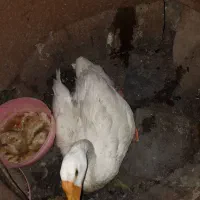 غوغاز گردن دراز