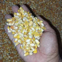 ذرت دامی برزیل درجه یک