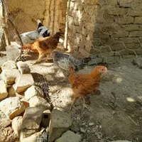 جوجه مرغ بزرگ مرغ وخروسیش معلومه سالموسرحال|حیوانات مزرعه|تربت‌حیدریه, پائین ولایت|دیوار