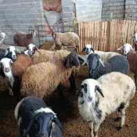 گوسفند فروشی تقلید زیر قوچی ابست