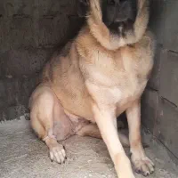 سگ ماده پژدر ۱۶ ماهه