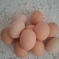 تخم مرغ محلی|خوردنی و آشامیدنی|تهران, میدان میوه و تره‌بار مرکزی|دیوار