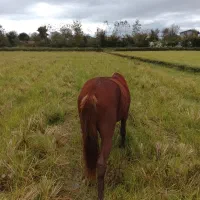 اسب نر کرُند ۴ ساله