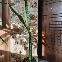 هفت مدل متنوع گل همه با هم ۲۰۰ هزار تومان