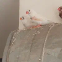 فنچ کینگ|پرنده|قم, پردیسان|دیوار