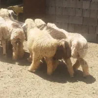 بره نر