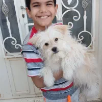 فروش و واگذاری فوری|سگ|یزد, |دیوار