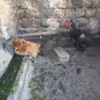 دو عدد مرغ محلی|حیوانات مزرعه|قم, علی آباد سعدگان|دیوار