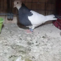 کبوتر طوقی|پرنده|تهران, شهرک شریفی|دیوار