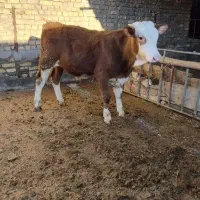 گوساله سیمنتال نر