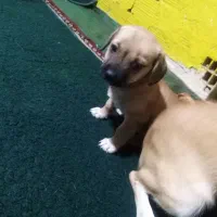 سگ کچلو قیمت 1700 بخدا قسم پایین تر قیمت زدم|سگ|بم, |دیوار