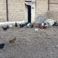 فروش ۵۰ عد مرغ و خروس شهر شال تکی و کلی
