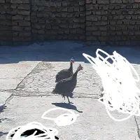مرغ و خروس
