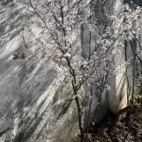ویلایی-اکازیون-در-قلب-گلسار