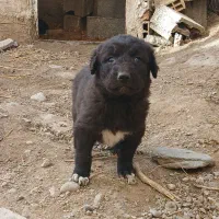 توله نر سرابی اصیل