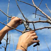 هرس دقیق انواع درخت میوه(فرم دهی وحفظ باردرخت)