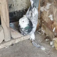 کفتر|پرنده|نجفآباد, کهریزسنگ|دیوار