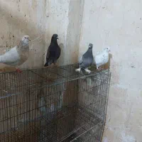 کبوتر پروازی