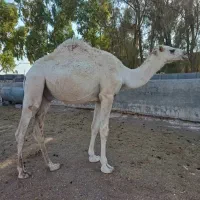 شتر|حیوانات مزرعه|قم, سالاریه|دیوار