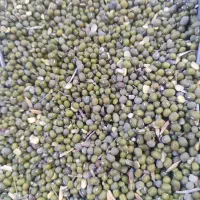 ماش عمرانی درجه یک