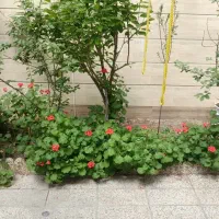 ۲۱۲ ویلایی فوق العاده لاکچری