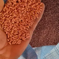 گندم دیم|عمده‌فروشی|فرمهین, |دیوار