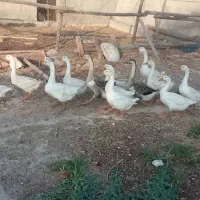 قوقاز دونه سه میلیون
