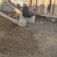 فروش خروس کشتاری و فروش جوجه مرغ 3ماه